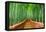 Kyoto, Japan at the Bamboo Forest.-SeanPavonePhoto-Framed Premier Image Canvas