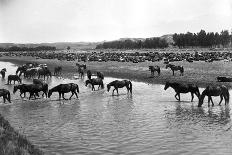 Horses Crossing the River at Round-Up Camp-L.a. Huffman-Art Print