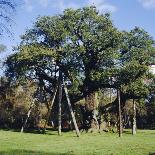 The Major Oak (Robin Hood Tree), Sherwood Forest, Nottinghamshire, England-L Bond-Framed Photographic Print