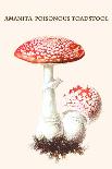 Lepiota Poisonous Mushrooms-L. Dufour-Stretched Canvas