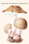 Tricholoma Mushroom-L. Dufour-Stretched Canvas