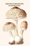 Morchella Dryland Fish or Hickory Chicken Mushroom-L. Dufour-Art Print