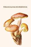 Lepiota Poisonous Mushrooms-L. Dufour-Stretched Canvas