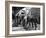 L'Equipee Sauvage THE WILD ONE by Laszlo Benedek with Marlon Brando and Yvonne Doughty, 1953 (b/w p-null-Framed Photo