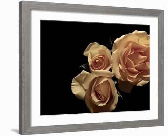 L'Essence de la Rose I-Monika Burkhart-Framed Photo
