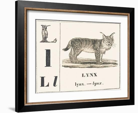 L for Lynx, 1850 (Engraving)-Louis Simon (1810-1870) Lassalle-Framed Giclee Print