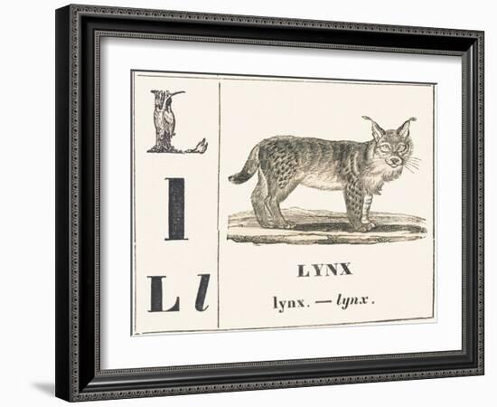 L for Lynx, 1850 (Engraving)-Louis Simon (1810-1870) Lassalle-Framed Giclee Print