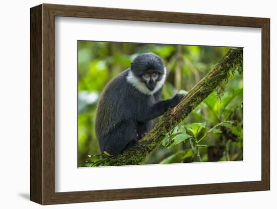 L'Hoest's monkey, Bwindi Impenetrable National Forest, Uganda-Art Wolfe-Framed Photographic Print