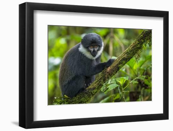 L'Hoest's monkey, Bwindi Impenetrable National Forest, Uganda-Art Wolfe-Framed Photographic Print