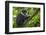 L'Hoest's monkey, Bwindi Impenetrable National Forest, Uganda-Art Wolfe-Framed Photographic Print