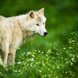 Arctic Wolf (Canis Lupus Arctos) Aka Polar Wolf Or White Wolf-l i g h t p o e t-Photographic Print