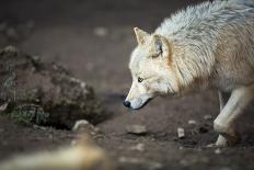 Arctic Wolf (Canis Lupus Arctos) Aka Polar Wolf or White Wolf-l i g h t p o e t-Framed Photographic Print