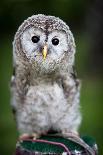 Close up of a Baby Tawny Owl (Strix Aluco)-l i g h t p o e t-Photographic Print