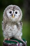 Close up of a Baby Tawny Owl (Strix Aluco)-l i g h t p o e t-Photographic Print