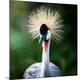 Premium Photographic Print