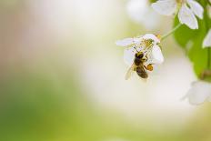 Honey Bee Enjoying Blossoming Cherry Tree On A Lovely Spring Day-l i g h t p o e t-Photographic Print