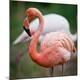Premium Photographic Print