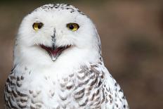 Snowy Owl (Bubo Scandiacus) Smiling And Laughing-l i g h t p o e t-Photographic Print