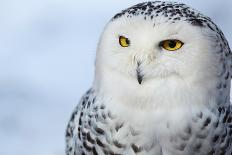 Snowy Owl (Bubo Scandiacus) Smiling And Laughing-l i g h t p o e t-Photographic Print