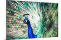 Premium Photographic Print