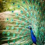 Splendid Peacock with Feathers Out (Pavo Cristatus)-l i g h t p o e t-Photographic Print