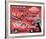 L'il Red Express Truck-null-Framed Premium Giclee Print