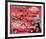 L'il Red Express Truck-null-Framed Premium Giclee Print