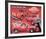 L'il Red Express Truck-null-Framed Premium Giclee Print