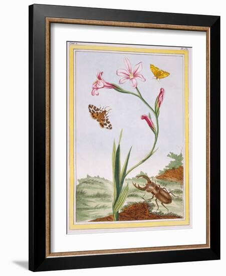 L'Ixia (Flesh-Coloured Ixia) and Stag Beetle, C.1776-Pierre-Joseph Buchoz-Framed Giclee Print