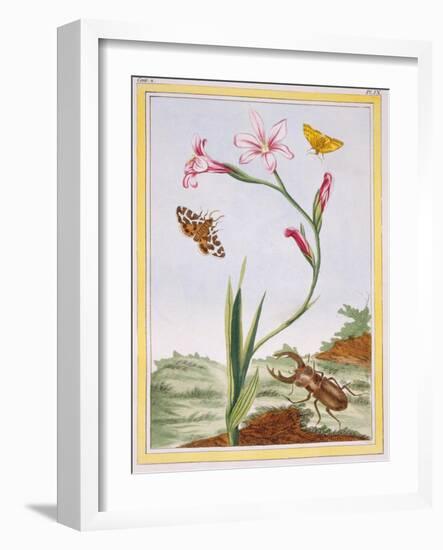 L'Ixia (Flesh-Coloured Ixia) and Stag Beetle, C.1776-Pierre-Joseph Buchoz-Framed Giclee Print