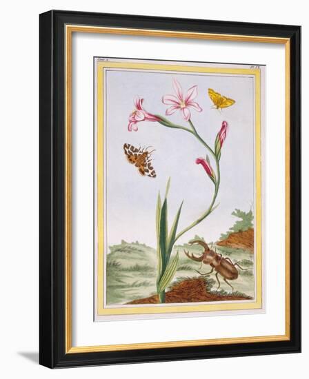L'Ixia (Flesh-Coloured Ixia) and Stag Beetle, C.1776-Pierre-Joseph Buchoz-Framed Giclee Print