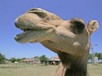 A Camel from Doug Baum's Herd is Shown in Valley Mills, Texas, Thursday, July 13, 2006-L.m. Otero-Photographic Print