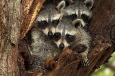 Three Cute Raccoons on a Tree.-L-N-Framed Premier Image Canvas