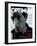 L'Optimum, September 2004 - Adrien Brody-Antoine Le Grand-Framed Art Print