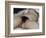 L'Origine du monde-Gustave Courbet-Framed Giclee Print