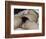 L'Origine du monde-Gustave Courbet-Framed Giclee Print