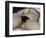 L'Origine du monde-Gustave Courbet-Framed Giclee Print