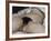 L'Origine du monde-Gustave Courbet-Framed Giclee Print