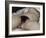 L'Origine du monde-Gustave Courbet-Framed Giclee Print