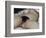 L'Origine du monde-Gustave Courbet-Framed Giclee Print