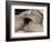 L'Origine du monde-Gustave Courbet-Framed Giclee Print