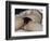 L'Origine du monde-Gustave Courbet-Framed Giclee Print