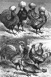 Poland Fowls and Speckled Hamburg Hens-L. Wells-Premium Giclee Print