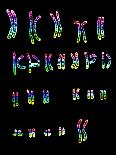Coloured LM of a Normal Female Karyotype-L. Willatt-Photographic Print