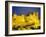 La Cite, Medieval Fortified Town, Carcassone, Aude, Languedoc-Roussillon, France-David Hughes-Framed Photographic Print