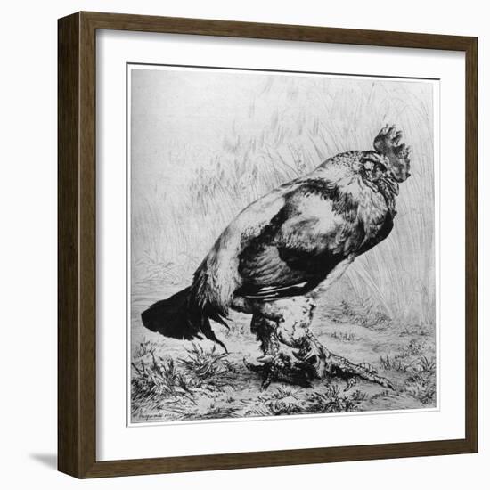 La Coq, C1850-1910-Felix Bracquemond-Framed Giclee Print