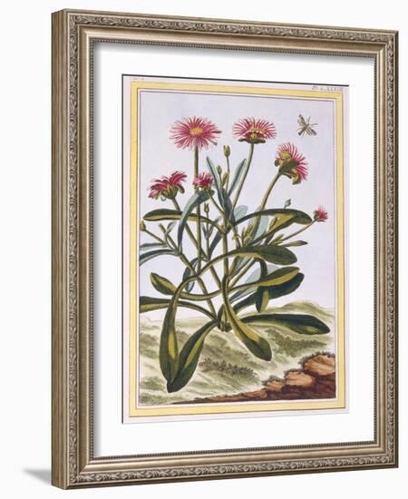La Ficode D'Afrique or Mesembryanthemum, C.1776-Pierre-Joseph Buchoz-Framed Giclee Print