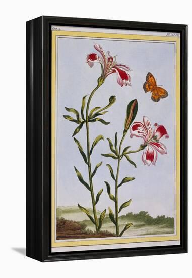 La Fleur Tachete Des Incas (Peruvian Lily), C.1766-Pierre-Joseph Buchoz-Framed Premier Image Canvas