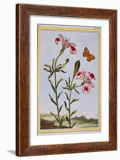 La Fleur Tachete Des Incas (Peruvian Lily), C.1766-Pierre-Joseph Buchoz-Framed Giclee Print