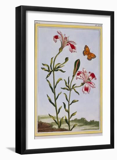 La Fleur Tachete Des Incas (Peruvian Lily), C.1766-Pierre-Joseph Buchoz-Framed Giclee Print